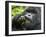 Silverback Mountain Gorilla, Volcanoes National Park, Virungas, Charles, Rwanda-Ralph H. Bendjebar-Framed Photographic Print
