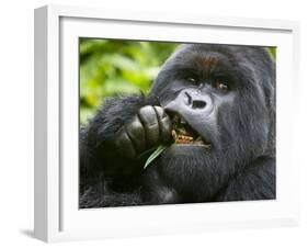 Silverback Mountain Gorilla, Volcanoes National Park, Virungas, Charles, Rwanda-Ralph H. Bendjebar-Framed Photographic Print