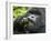 Silverback Mountain Gorilla, Volcanoes National Park, Virungas, Charles, Rwanda-Ralph H. Bendjebar-Framed Photographic Print