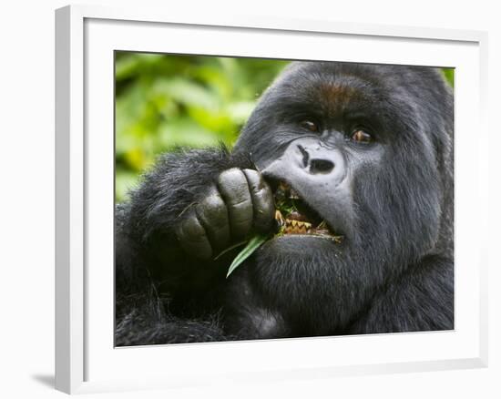 Silverback Mountain Gorilla, Volcanoes National Park, Virungas, Charles, Rwanda-Ralph H. Bendjebar-Framed Photographic Print