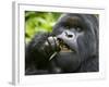 Silverback Mountain Gorilla, Volcanoes National Park, Virungas, Charles, Rwanda-Ralph H. Bendjebar-Framed Photographic Print