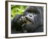 Silverback Mountain Gorilla, Volcanoes National Park, Virungas, Charles, Rwanda-Ralph H. Bendjebar-Framed Photographic Print