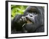 Silverback Mountain Gorilla, Volcanoes National Park, Virungas, Charles, Rwanda-Ralph H. Bendjebar-Framed Photographic Print