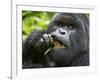 Silverback Mountain Gorilla, Volcanoes National Park, Virungas, Charles, Rwanda-Ralph H. Bendjebar-Framed Photographic Print