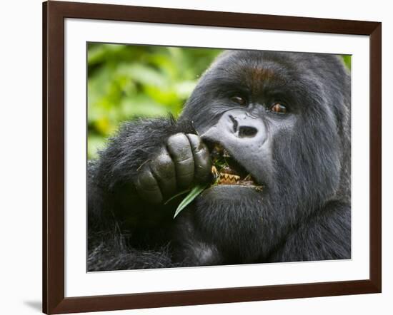 Silverback Mountain Gorilla, Volcanoes National Park, Virungas, Charles, Rwanda-Ralph H. Bendjebar-Framed Photographic Print