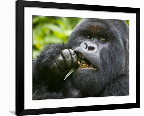 Silverback Mountain Gorilla, Volcanoes National Park, Virungas, Charles, Rwanda-Ralph H. Bendjebar-Framed Photographic Print