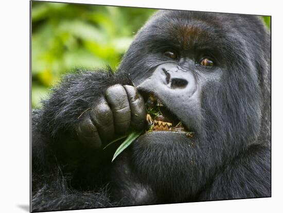 Silverback Mountain Gorilla, Volcanoes National Park, Virungas, Charles, Rwanda-Ralph H. Bendjebar-Mounted Photographic Print