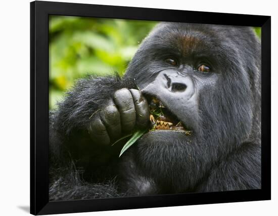 Silverback Mountain Gorilla, Volcanoes National Park, Virungas, Charles, Rwanda-Ralph H. Bendjebar-Framed Photographic Print