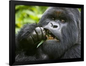 Silverback Mountain Gorilla, Volcanoes National Park, Virungas, Charles, Rwanda-Ralph H. Bendjebar-Framed Photographic Print