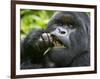 Silverback Mountain Gorilla, Volcanoes National Park, Virungas, Charles, Rwanda-Ralph H. Bendjebar-Framed Photographic Print