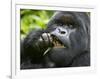 Silverback Mountain Gorilla, Volcanoes National Park, Virungas, Charles, Rwanda-Ralph H. Bendjebar-Framed Photographic Print