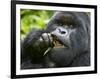 Silverback Mountain Gorilla, Volcanoes National Park, Virungas, Charles, Rwanda-Ralph H. Bendjebar-Framed Photographic Print