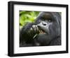 Silverback Mountain Gorilla, Volcanoes National Park, Virungas, Charles, Rwanda-Ralph H. Bendjebar-Framed Photographic Print