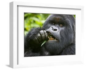 Silverback Mountain Gorilla, Volcanoes National Park, Virungas, Charles, Rwanda-Ralph H. Bendjebar-Framed Photographic Print