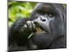 Silverback Mountain Gorilla, Volcanoes National Park, Virungas, Charles, Rwanda-Ralph H. Bendjebar-Mounted Photographic Print