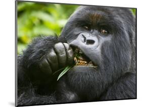 Silverback Mountain Gorilla, Volcanoes National Park, Virungas, Charles, Rwanda-Ralph H. Bendjebar-Mounted Photographic Print