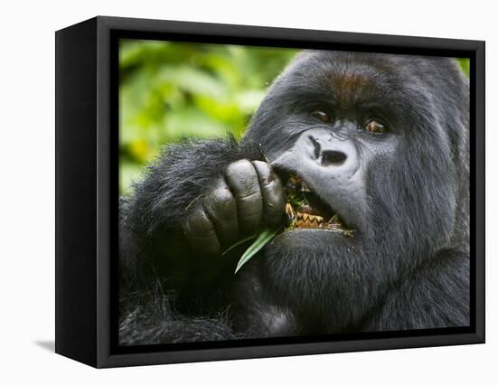 Silverback Mountain Gorilla, Volcanoes National Park, Virungas, Charles, Rwanda-Ralph H. Bendjebar-Framed Stretched Canvas