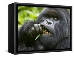 Silverback Mountain Gorilla, Volcanoes National Park, Virungas, Charles, Rwanda-Ralph H. Bendjebar-Framed Stretched Canvas