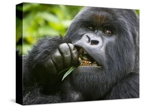 Silverback Mountain Gorilla, Volcanoes National Park, Virungas, Charles, Rwanda-Ralph H. Bendjebar-Stretched Canvas