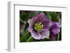 Silverdale, Washington State. Purple Hellebore flower perennials-Jolly Sienda-Framed Photographic Print