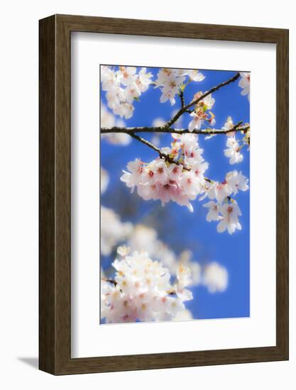 Silverdale, Washington State, USA. Blooming cherry blossom-Jolly Sienda-Framed Photographic Print