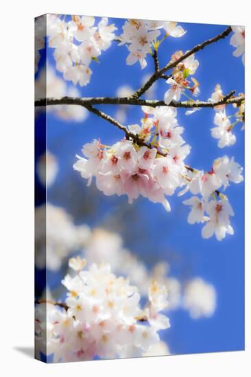 Silverdale, Washington State, USA. Blooming cherry blossom-Jolly Sienda-Stretched Canvas