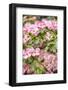 Silverdale, Washington State, USA. Flowering pink dogwood tree-Jolly Sienda-Framed Photographic Print