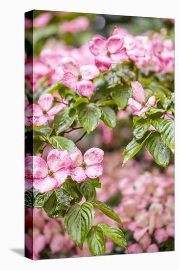 Silverdale, Washington State, USA. Flowering pink dogwood tree-Jolly Sienda-Stretched Canvas