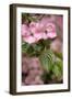 Silverdale, Washington State, USA. Flowering pink dogwood tree-Jolly Sienda-Framed Photographic Print