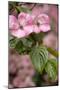 Silverdale, Washington State, USA. Flowering pink dogwood tree-Jolly Sienda-Mounted Photographic Print