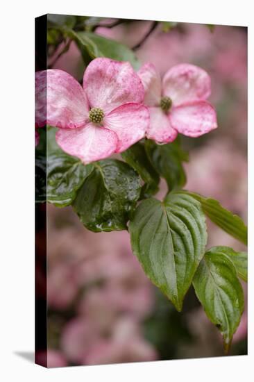 Silverdale, Washington State, USA. Flowering pink dogwood tree-Jolly Sienda-Stretched Canvas