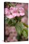 Silverdale, Washington State, USA. Flowering pink dogwood tree-Jolly Sienda-Stretched Canvas