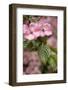 Silverdale, Washington State, USA. Flowering pink dogwood tree-Jolly Sienda-Framed Photographic Print