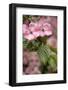 Silverdale, Washington State, USA. Flowering pink dogwood tree-Jolly Sienda-Framed Photographic Print