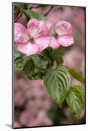 Silverdale, Washington State, USA. Flowering pink dogwood tree-Jolly Sienda-Mounted Photographic Print