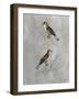 Silvered Aviary II-Naomi McCavitt-Framed Art Print