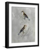 Silvered Aviary II-Naomi McCavitt-Framed Art Print