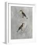 Silvered Aviary II-Naomi McCavitt-Framed Art Print