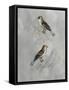 Silvered Aviary II-Naomi McCavitt-Framed Stretched Canvas