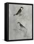 Silvered Aviary III-Naomi McCavitt-Framed Stretched Canvas