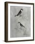 Silvered Aviary III-Naomi McCavitt-Framed Art Print