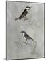 Silvered Aviary III-Naomi McCavitt-Mounted Art Print