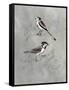 Silvered Aviary IV-Naomi McCavitt-Framed Stretched Canvas