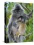 Silvered Langur Female Suckling Baby in Tree, Bako National Park, Sarawak, Borneo-Tony Heald-Stretched Canvas