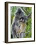 Silvered Langur Female Suckling Baby in Tree, Bako National Park, Sarawak, Borneo-Tony Heald-Framed Photographic Print