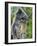 Silvered Langur Female Suckling Baby in Tree, Bako National Park, Sarawak, Borneo-Tony Heald-Framed Photographic Print