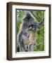 Silvered Langur Female Suckling Baby in Tree, Bako National Park, Sarawak, Borneo-Tony Heald-Framed Photographic Print