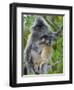 Silvered Langur Female Suckling Baby in Tree, Bako National Park, Sarawak, Borneo-Tony Heald-Framed Photographic Print