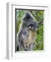 Silvered Langur Female Suckling Baby in Tree, Bako National Park, Sarawak, Borneo-Tony Heald-Framed Photographic Print