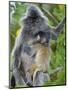 Silvered Langur Female Suckling Baby in Tree, Bako National Park, Sarawak, Borneo-Tony Heald-Mounted Photographic Print